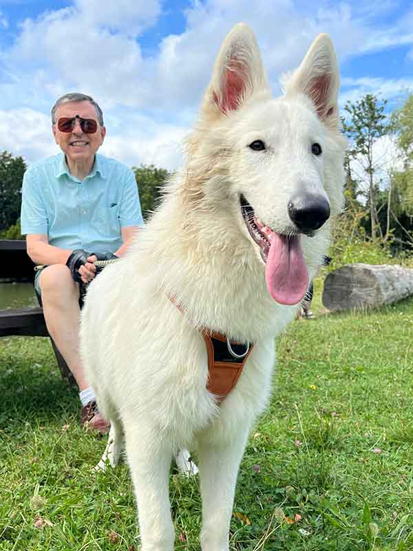 kawa berger blanc suisse de 8 mois à adopter au refuge sos animaux 78 au Chesnay près de Versailles